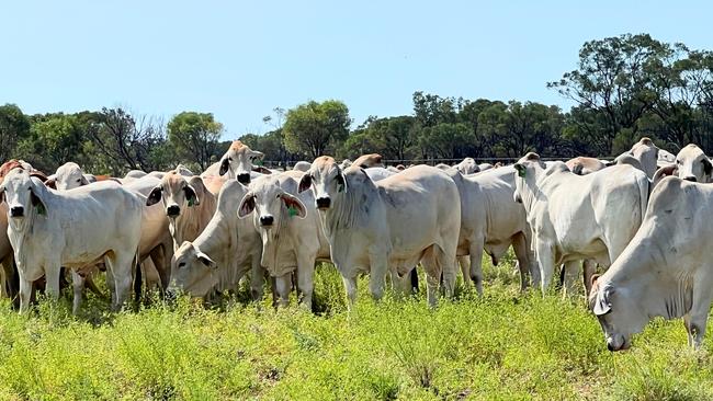 A herd of 16,000 head of Brahman cattle are for sale with the Neumayer Valley Station.