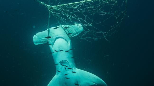 Photos supplied by Sea Shepherd of a hammerhead shark trapped in shark nets off the Gold Coast as the group reveals drones are "the best method for the Gold Coast" compared to the controversial nets/drum lines. Photo: Sea Shepherd