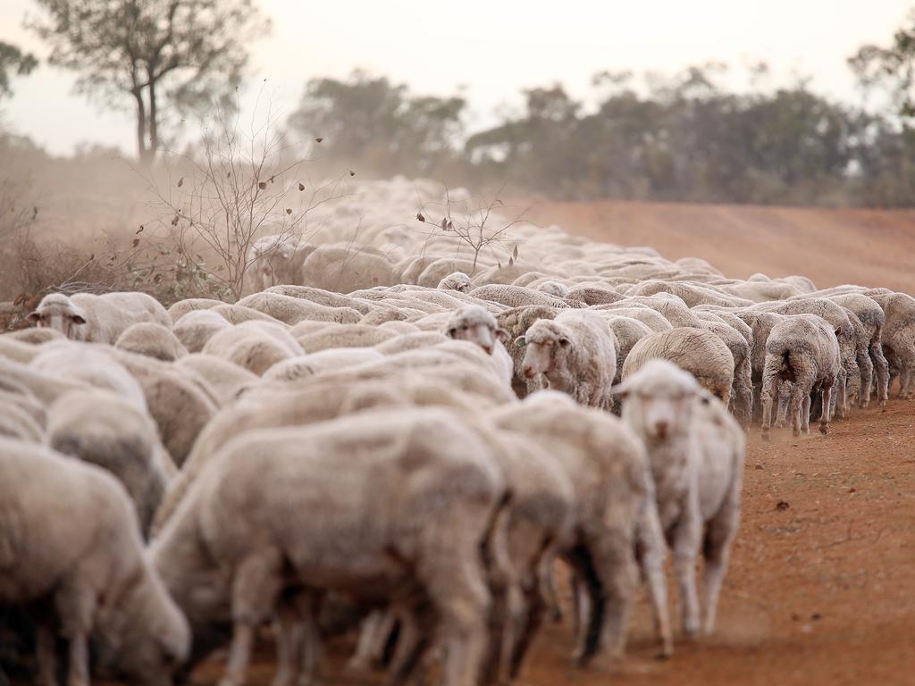 Sheep on the farm of James Foster, 90km west of Walgett, pictured eating anything they can find on the side of the dirt road. Picture: Sam Ruttyn