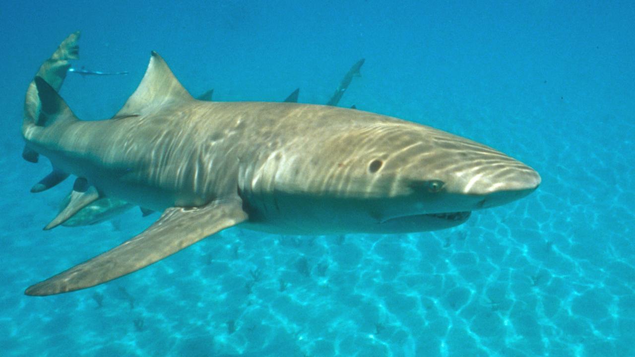 Non-lethal shark hooks 'won't work in Qld', The North West Star