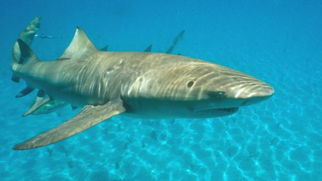 Lemon sharks can grow up to 3m long. Picture: Great Barrier Reef Marine Park Authority