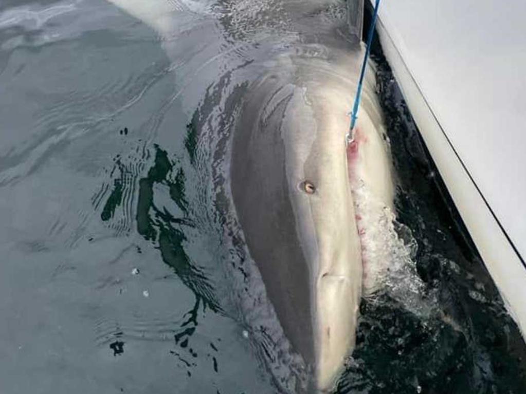 Sharks have been spotted regularly in the harbour. Picture: Mosman Collective