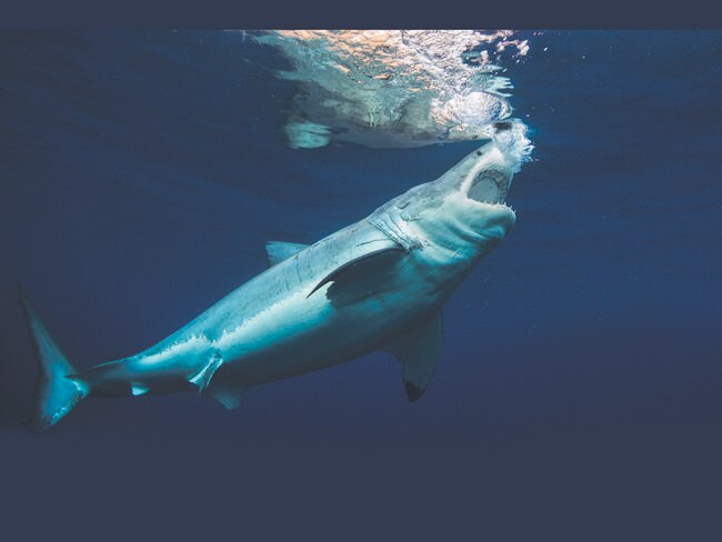 Still down ... shark abundance is currently 31 per cent off its historical high estimate in 1961, according to the report. Picture: Marco Fraschetti, www.oceansdownunder.com