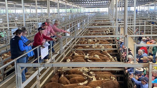 Selling action at a recent Wodonga store cattle sale – store values lifted up to 100c/kg at last week’s fixture.