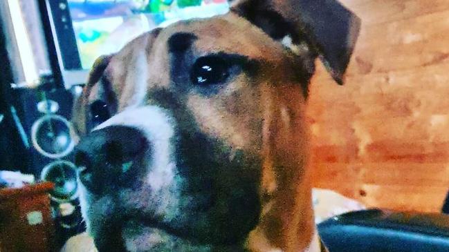 Narla is one of the dangerous dogs that could land Daniel Blake in jail. Picture: supplied