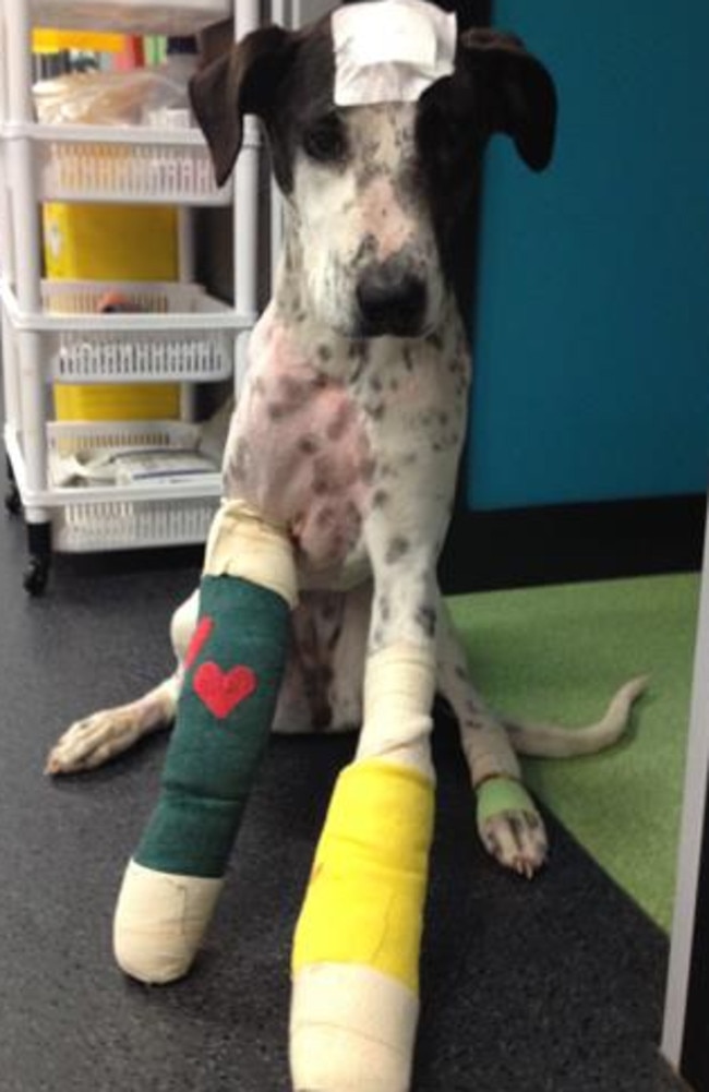 Lucy the dog was beaten and left for dead before she was given a second chance.