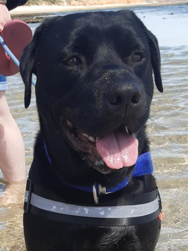 Bailey, sent in by Matt Hannagan, Seaford Meadows.
