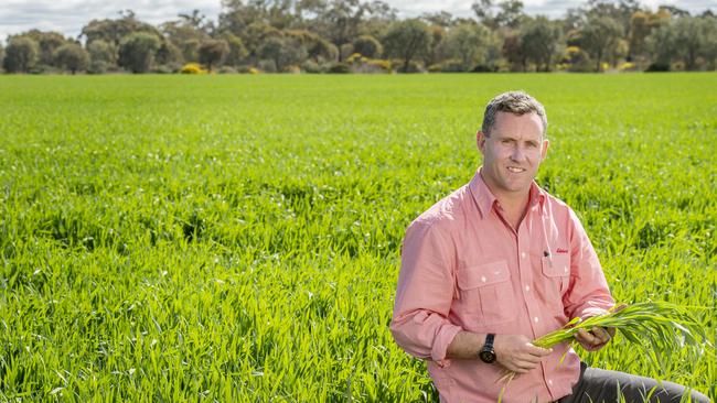 Josh McLeod of Elders Bendigo inspects a crop. Picture: Zoe Phillips