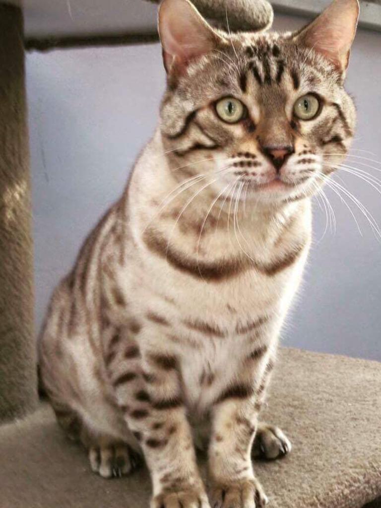 Quinn - mink bengal. Picture: Dannii Cunnane.