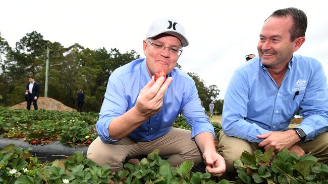 Australian Prime Minister Scott Morrison with Liberal Member for Fisher Andrew Wallace, sampling a strawberry during a visit to the Ashbern strawberry farm on the Sunshine Coast. Picture: AAP Image/Dan Peled