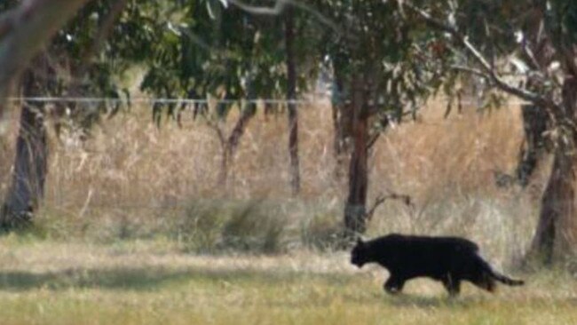 Is this a legendary Otways Panther? Picture: Black Cat Mythbusters Gippsland