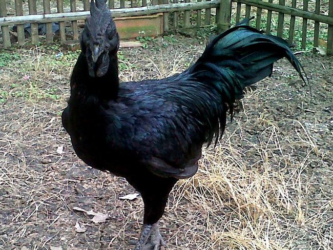 The bird is completely black — right down to its organs and bones. Picture: Cemani Farms