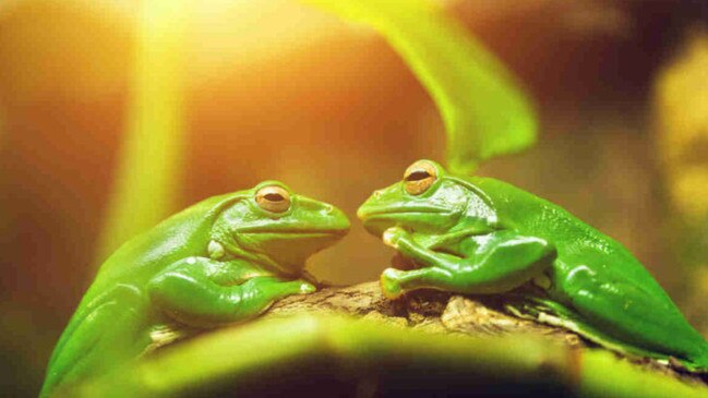 Sometimes it IS easy being green. Especially when it comes to bonds. Picture: Getty Images