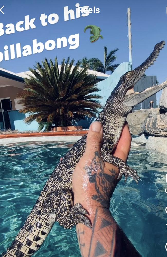 Mr Gawthorne jumped into the pool and grabbed the baby croc with his bare hands. Picture: Instagram