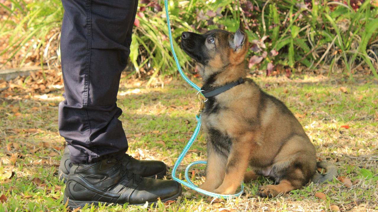 POLICE PUP: Senior Constable Luke Giese has recently fostered a new police puppy called Mako.