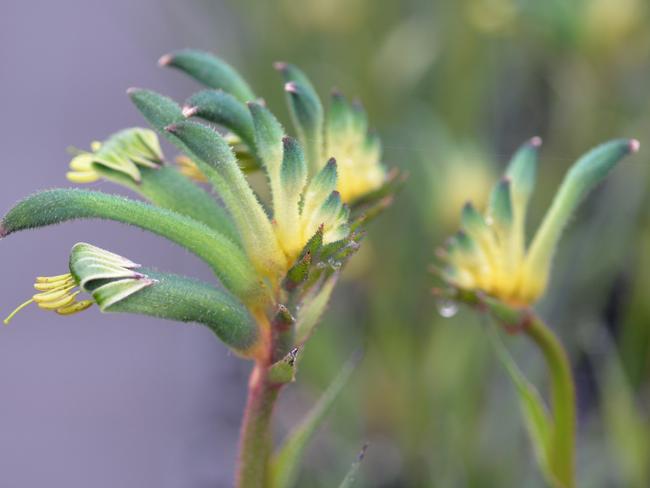 ‘Aussie Spirit’. Picture: Ramm Botanicals