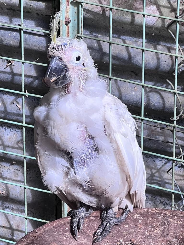 A sulphur-crested cockatoo with classic PBFD feather loss and beak deformity symptoms. Picture: WIRES/Supplied