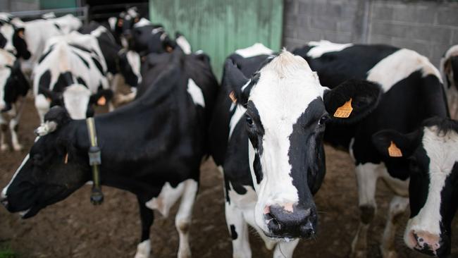 The outlook for dairy farmers remains dire. Picture: AFP.