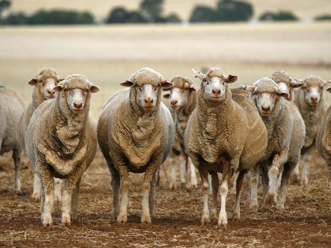 <span id="U633910510935zfH" style="font-stretch:100%;">The Agriculture Department said large numbers of sheep had suffered from heat stress, were not able to ­access food and water, and had been stuck in overcrowded pens</span>.