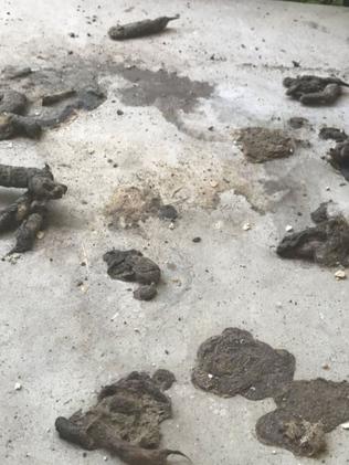 Dog faeces were spread all over the property — indoors and out. Picture: Crystal Jones