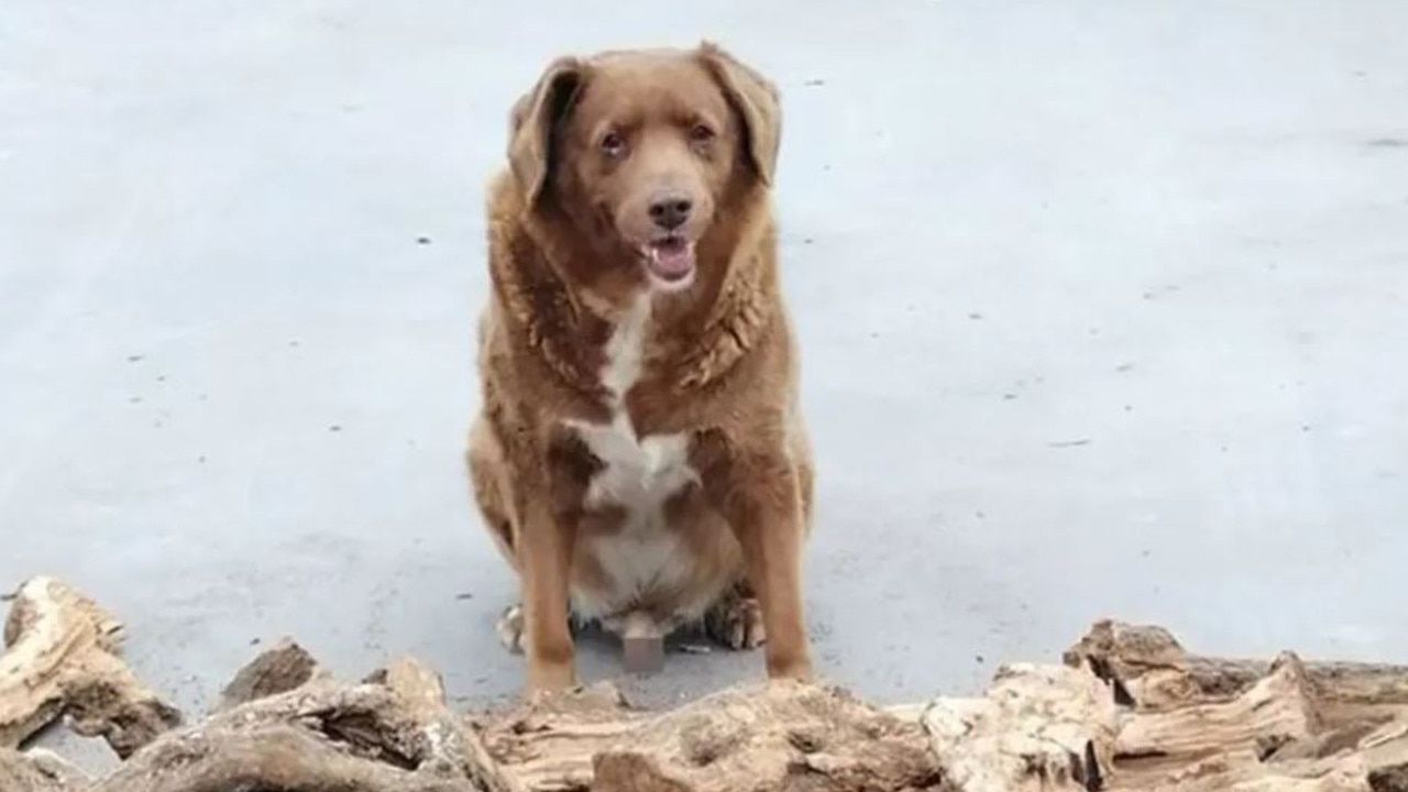 Bobi the farmdog is officially the oldest dog ever: Guinness World ...