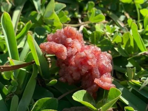 This photo is being shared around dog lover groups on Facebook, claiming to be random pieces of mince found on the street in The Grange. Dog owners are on edge following three dog deaths from suspected,  but unconfirmed, baiting in the Brisbane area. Picture: Facebook