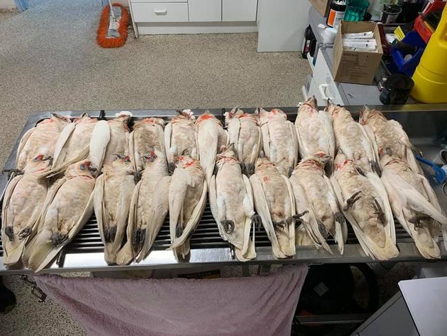 Some of the Corellas that were suspected of being poisoned. Picture:Caspers Bird Rescue.