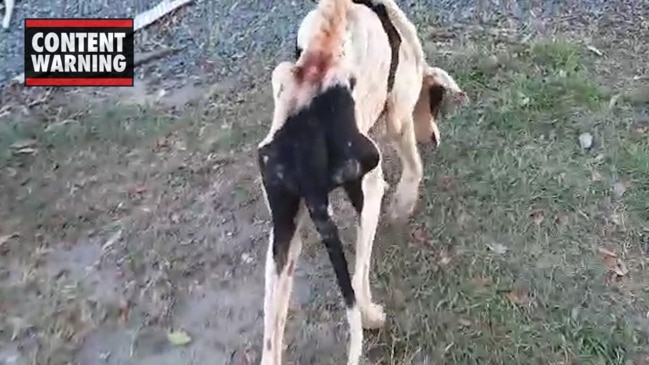 Emaciated dog worst case of animal neglect