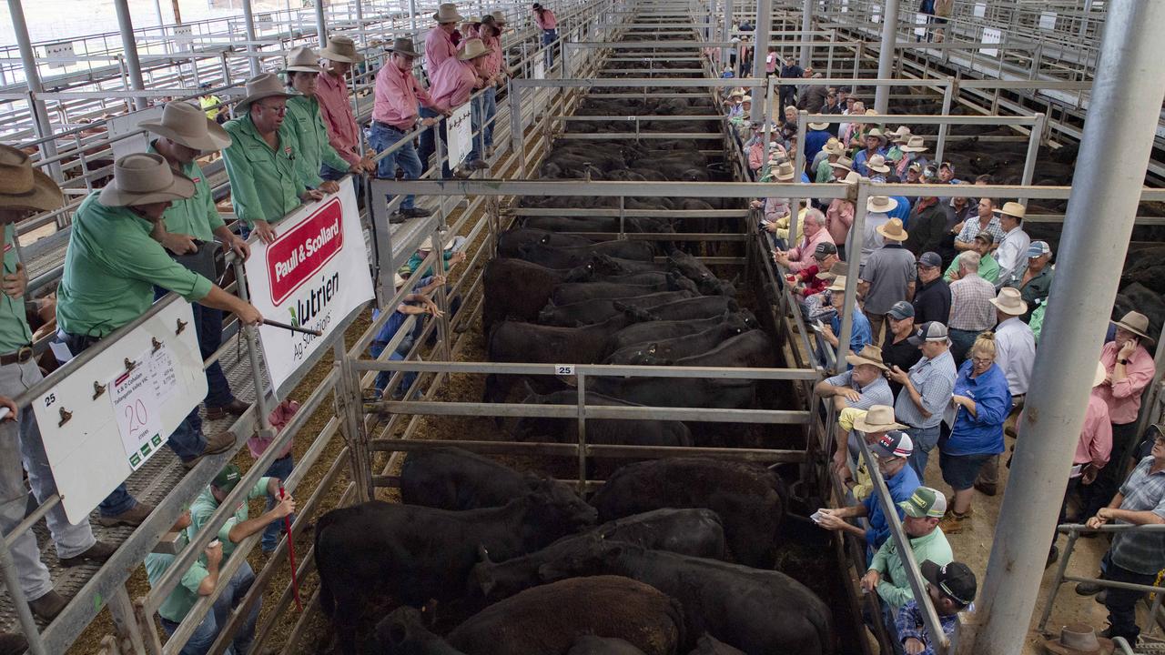 More than 60,000 young cattle to hit market