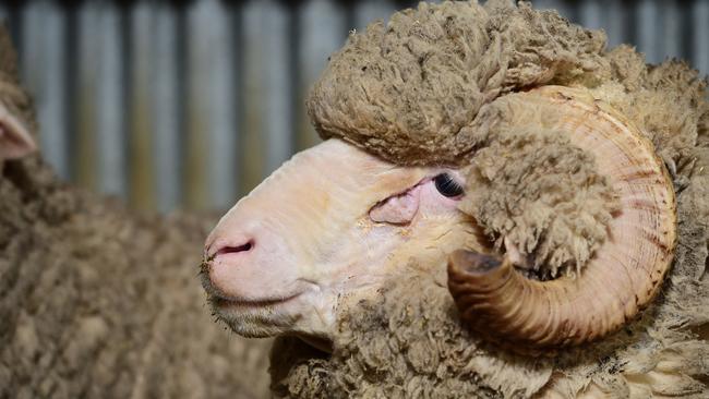 LIVESTOCK: Glenpaen Merino Stud Glenpaen Merino stud, Rod and Sue Miller at Brimpaen. Generic Merino sheep. Ram. Ewe. Pictured: Marino Ram. PICTURE: ZOE PHILLIPS