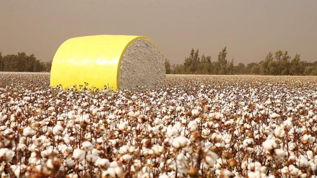 A field of cotton at Griffith in the Murrumbidgee Irrigation Area. Picture: Andy Rogers