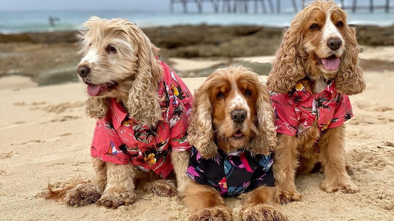 Hawaiian shirts are also available for party pooches. Picture: Instagram @the.cocker.crew.