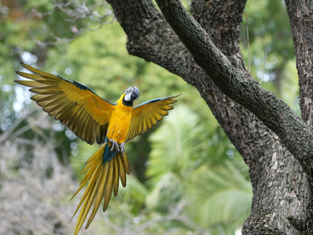 Fifteen-year-old Blue and Gold Macaw named Manu at the Bird in Flight show at Adelaide Zoo. Picture: Dylan Coker