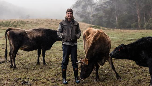 Chef and farmer Matthew Evans has written a new book called Milk. Pictured with cows on his property at Cygnet. Picture: Adam Gibson