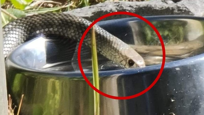 Eastern Brown Snake drinking from a public dog bowl near the beach in NSW. Picture: Rodney Cossor/ WILD Conservation