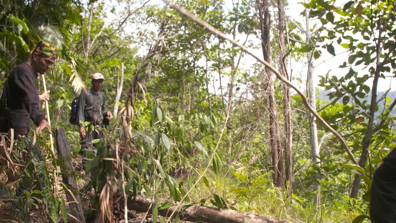 More wild Sumatran tigers and less traps in Indonesian NP thanks to ...