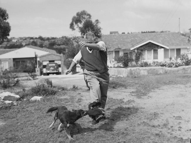 Adam Denholm training a dog in 1959. Picture Alec Iverson, State Library of NSW