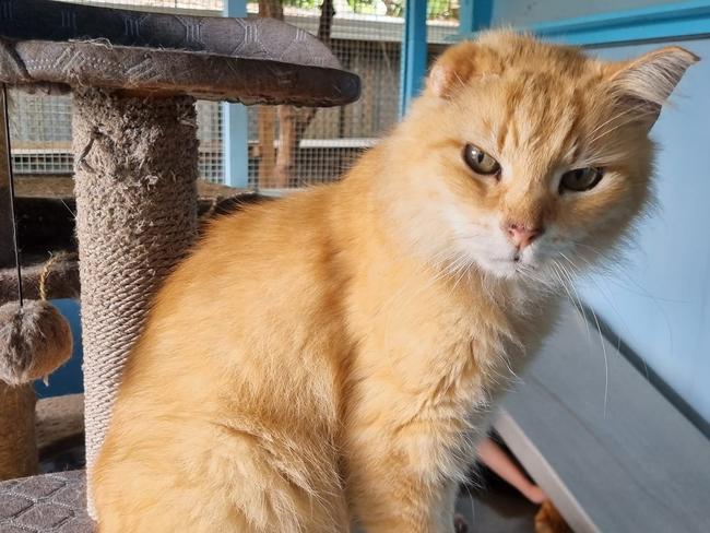 Dom was a cat who went missing for 10 years before Happy Paws found him and his old owners.