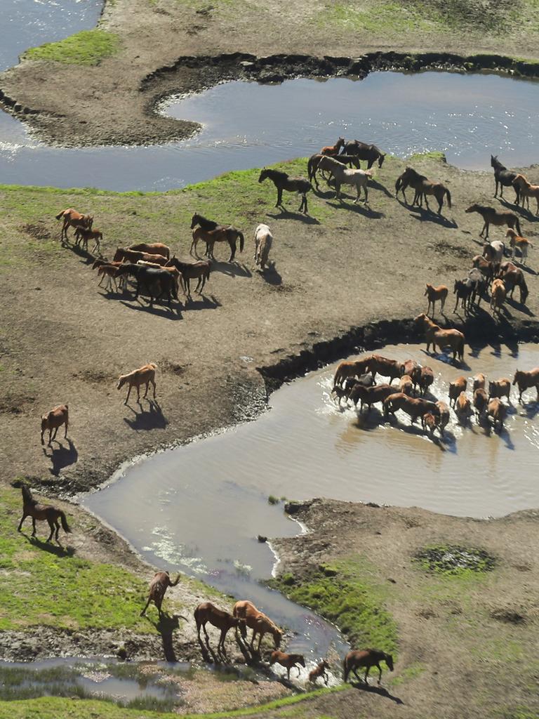 NPWS aerial shooting kills 93 brumbies in Blue Mountains’ Warragamba ...