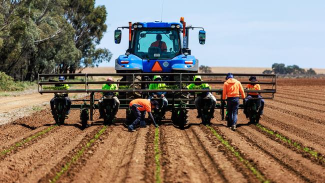 Seasonal workers during tomato planting operations in northern Victoria.