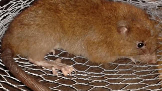 Uromys vika giant rats that crack coconuts with their jaws