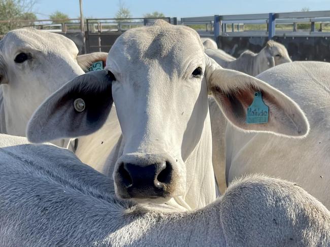 Brahman cattle at Maxwelton, east of Julia Creek. Generic cattle. Photo: Des Houghton.