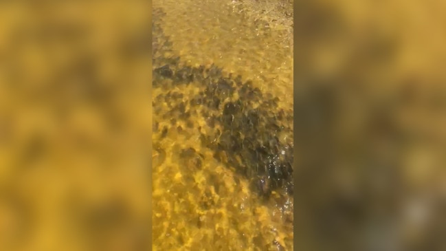 A school of carp on the driveway of Foxtale Houseboats, Morgan