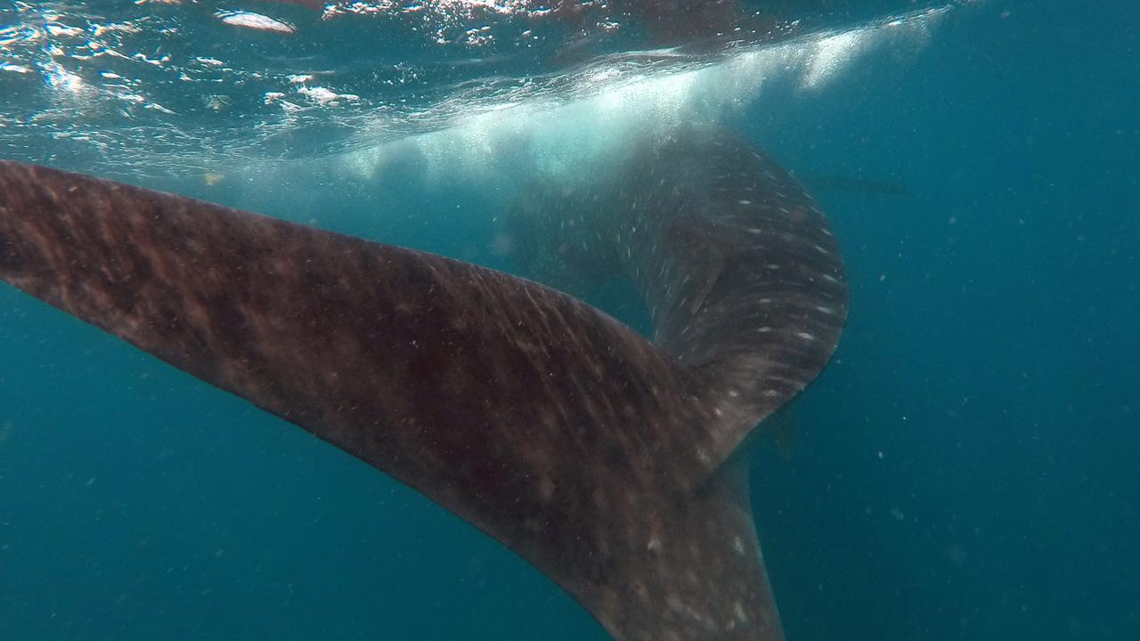 Coming face-to-face with the world’s biggest shark.