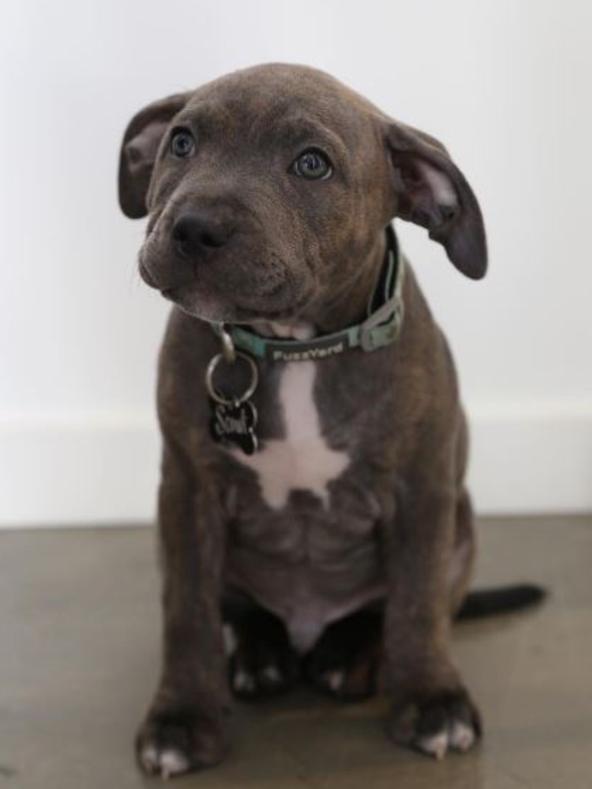 SCOUT: This little cutie has just been picked up by her new humans Jac and James, who say she’s already got them wrapped around her Blue English paw.