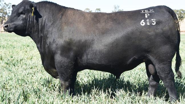 Texas Powerplay P626 sold for $108,000 to Kelly Angus but then went missing. But a new type of ear tag could have made the search for the bull a lot easier.