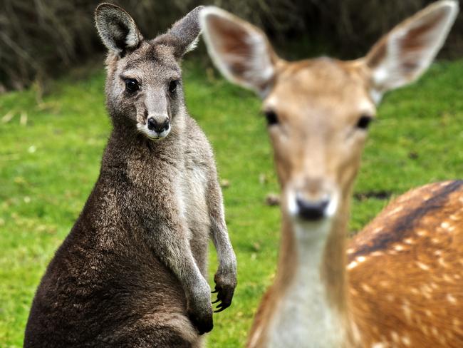 Roger the eastern grey kangaroo and fallow deer Hope. Picture: CHRIS KIDD