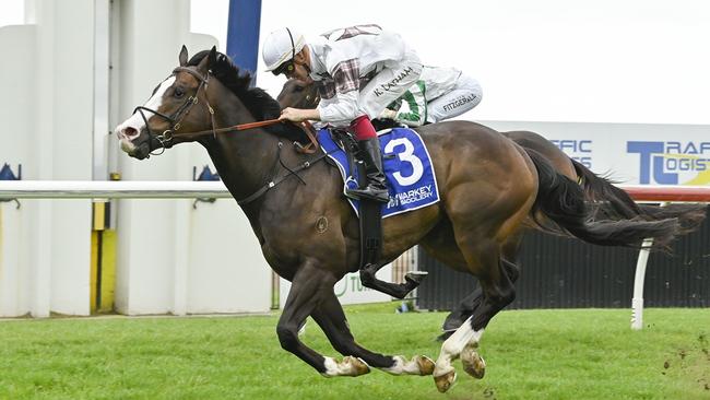 Local gelding Zaragoza can bounce back from a luckless run last start. Picture: Bradley Photos