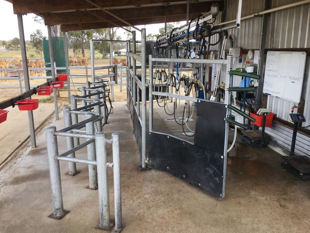 Camel milking area at the Australian Wild Camel Corporation and Australia's largest camel dairy farm at Harrisville. Picture: David Nielsen