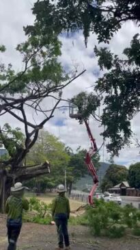 Freshwater fig tree gets the axe